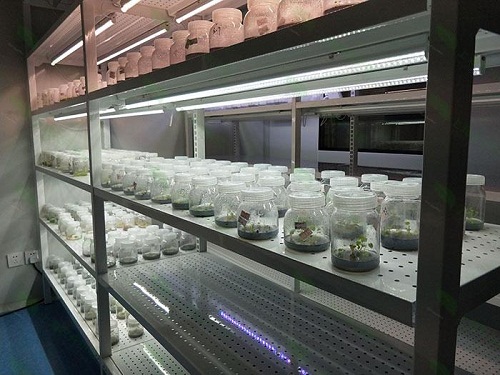 京口植物组织培养实验室设计建设方案